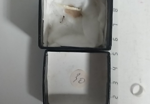 IMG 20251027 191419